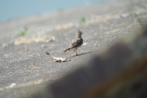 Crested Lark