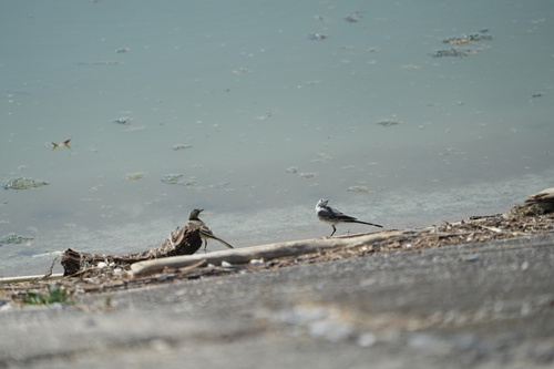 White Wagtail