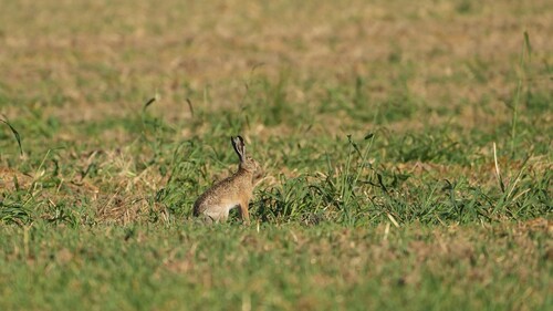 Brown Hare