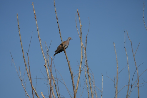 European Turtle-Dove
