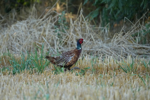 Ring-necked Pheasant