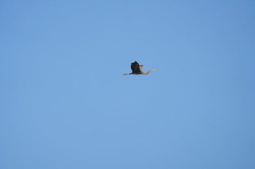 Purple Heron