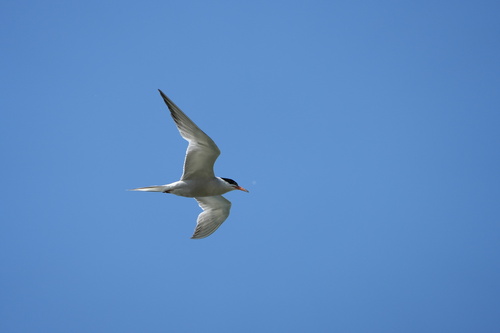 Common Tern