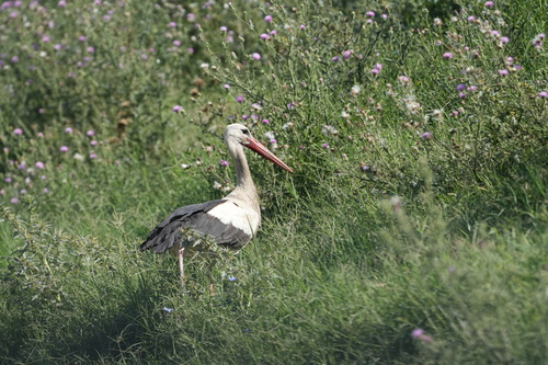 White Stork