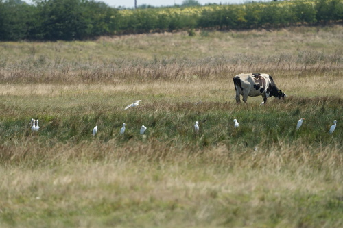 Western Cattle-Egret