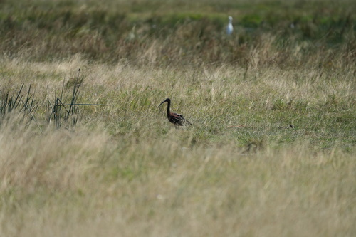 Glossy Ibis