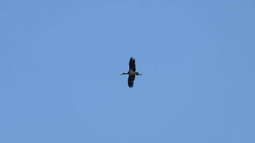 Black Stork