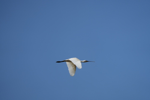Eurasian Spoonbill