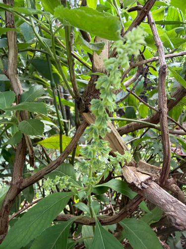 African Basil