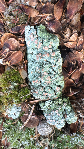 Candy Lichen