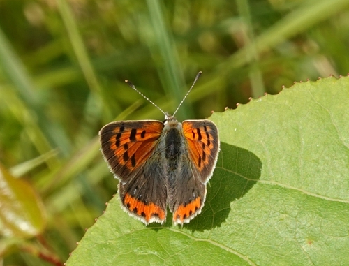 Small Copper