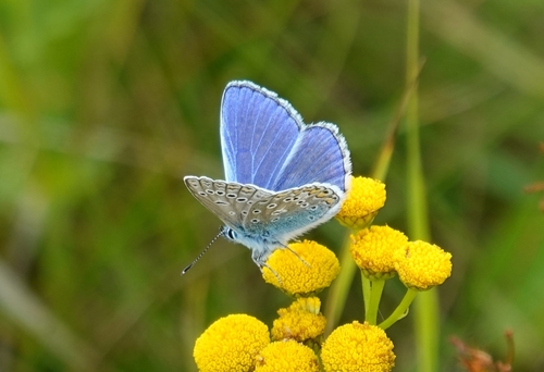 Common Blue