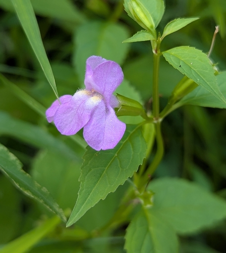 sharpwing monkeyflower