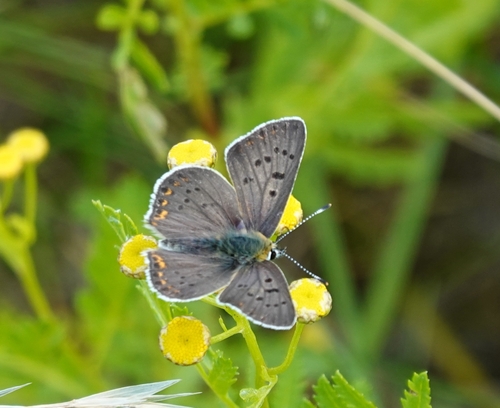Sooty Copper