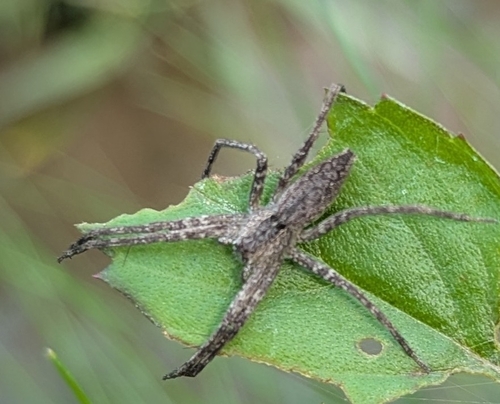 American Nursery Web Spider
