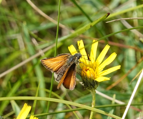 Essex Skipper