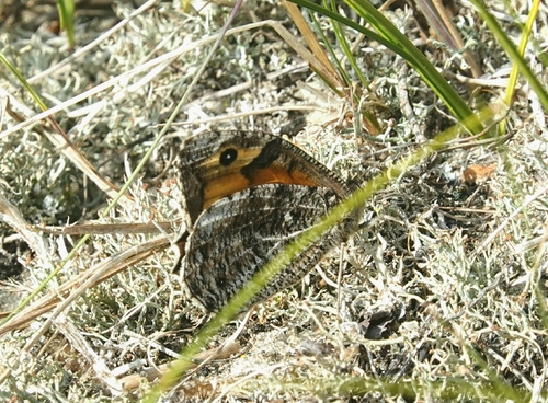 Grayling