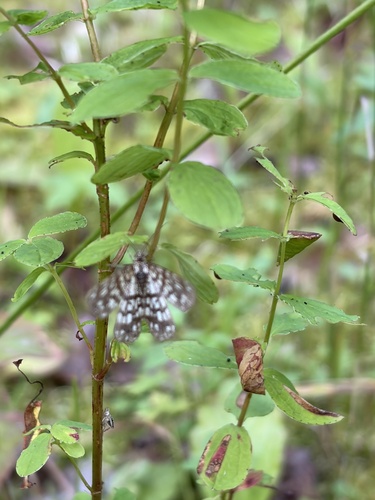 Latticed Heath