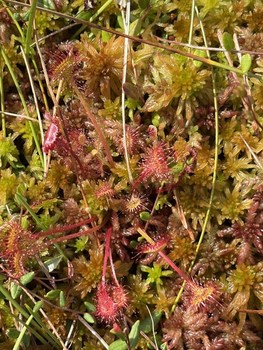 round-leaved sundew