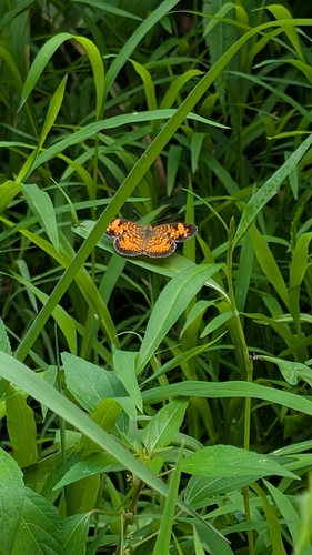 Pearl Crescent