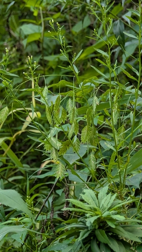 river oats
