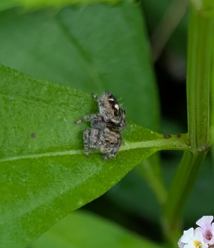 Bold Jumping Spider