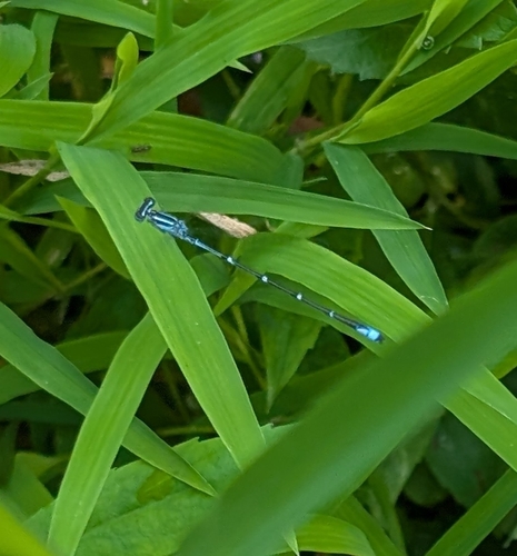 Stream Bluet