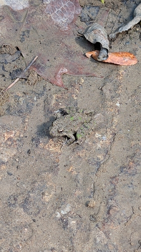Blanchard's Cricket Frog
