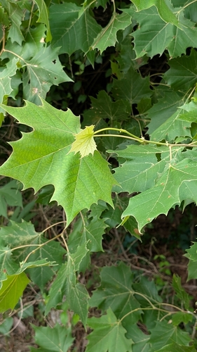 American sycamore