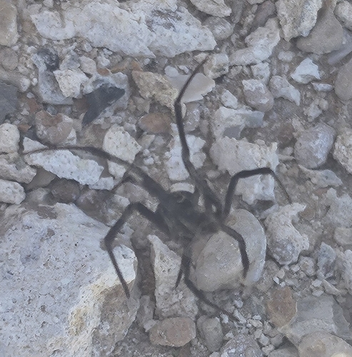 European Black Widow