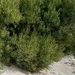 Acacia cyclops