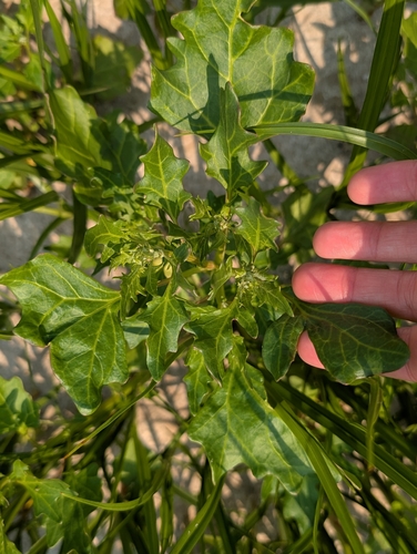 red pigweed