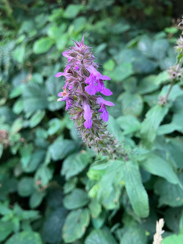 Marsh Woundwort