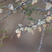Acacia oliveri