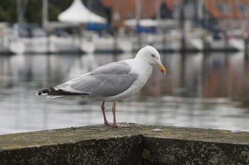 European Herring Gull