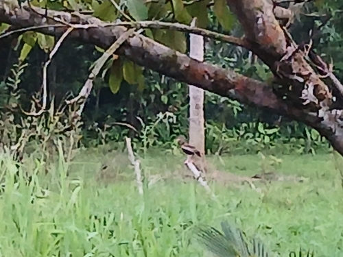 Black-bellied Whistling-Duck