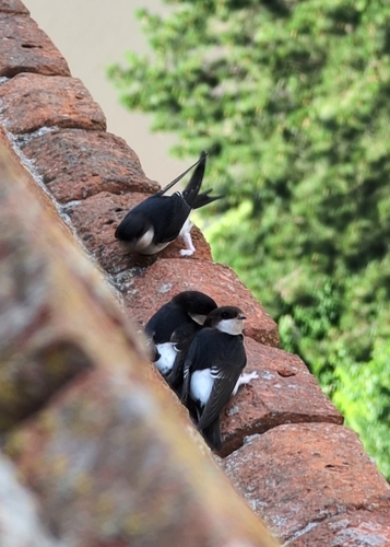 Western House Martin