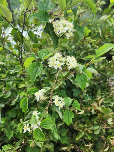 virgin's-bower