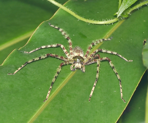 Heteropoda boiei