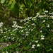 Spiraea dasyantha - Photo (c) Yanghoon Cho, todos los derechos reservados, subido por Yanghoon Cho