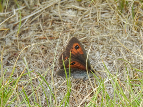 Ottoman Brassy Ringlet