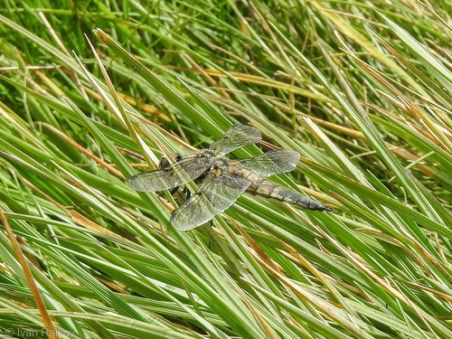 Four-spotted Skimmer