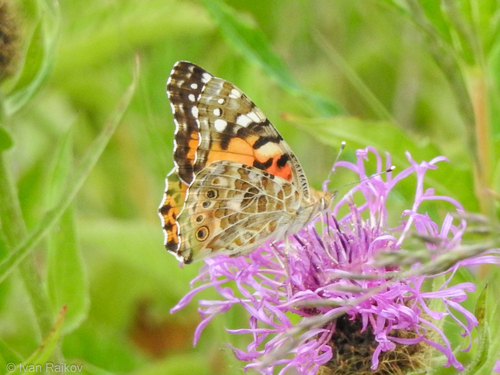 Painted Lady