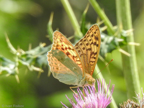 Cardinal Butterfly
