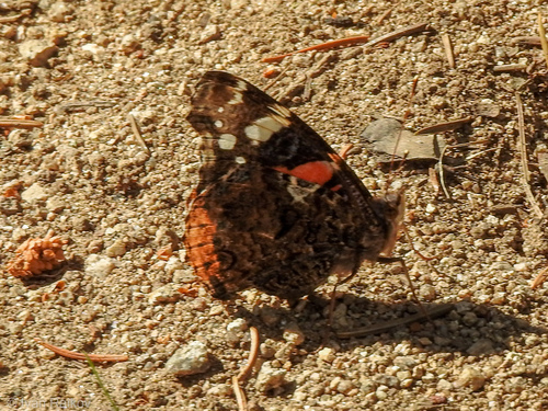 Red Admiral