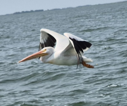 American White Pelican