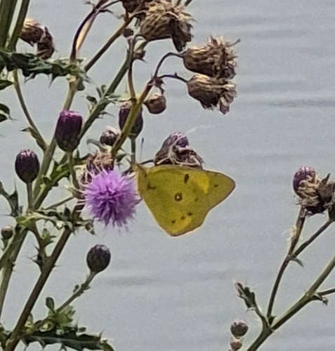 Orange Sulphur