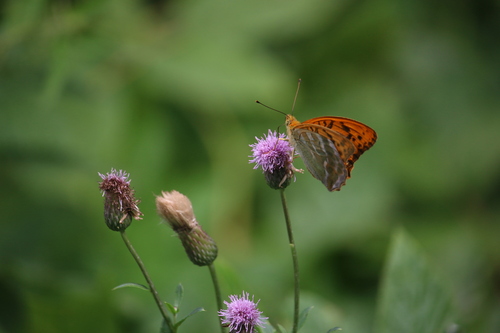 Silver-washed Fritillary
