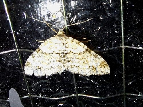 Twin-spot Carpet