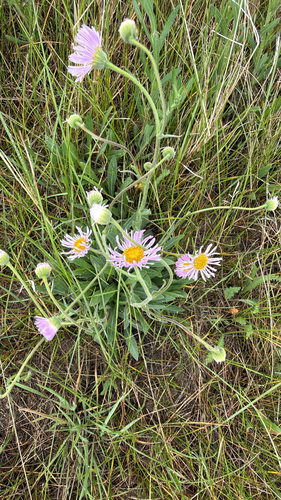 Smooth fleabane